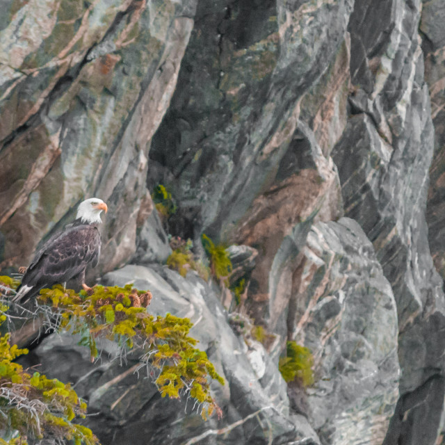 "American bald eagle Alaska" stock image