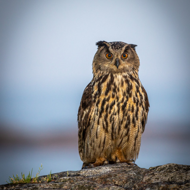 "Eurasian Eagle-owl" by Harald Ebeltoft - $24.49 "Eurasian Eagle-owl" stock image