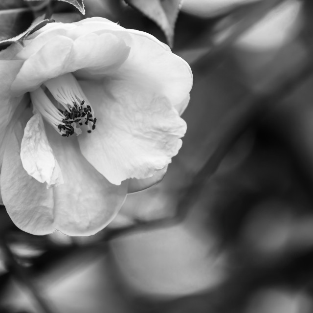 "A rose in white" stock image