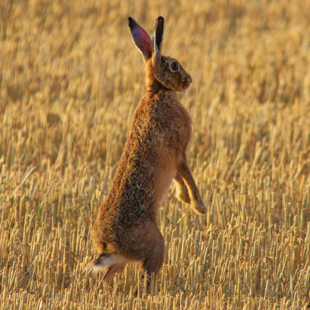 "A Dorset Brown Hare" by Dorset Rural Photography - £5.00 "A Dorset Brown Hare" stock image