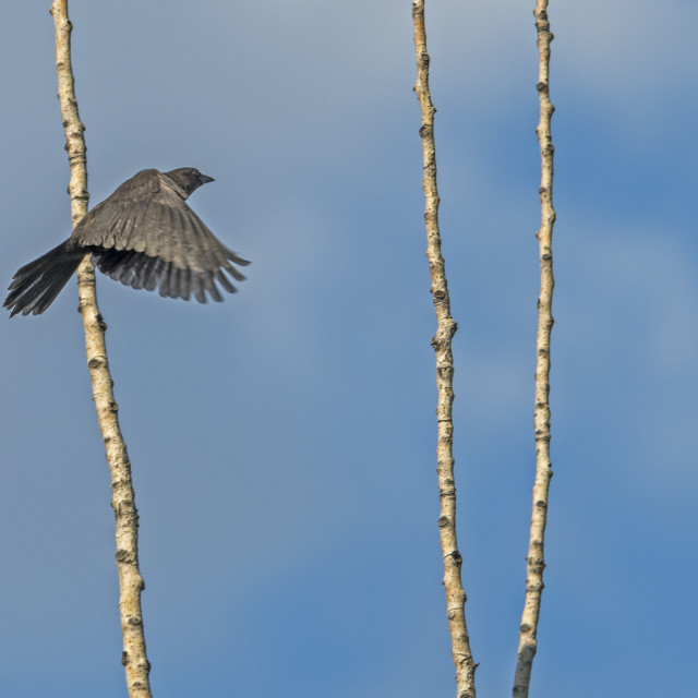 "The common grackle (Quiscalus quiscula)" stock image