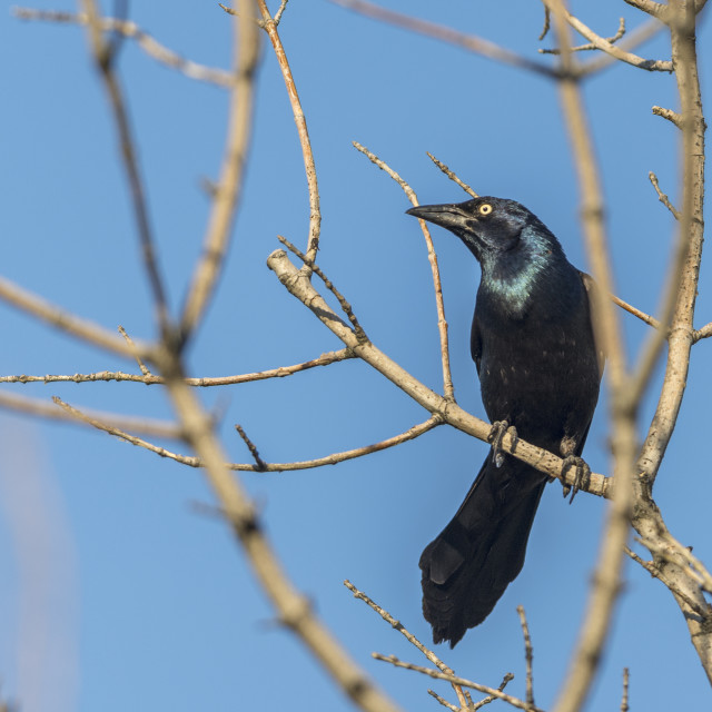 "The common grackle (Quiscalus quiscula)" stock image
