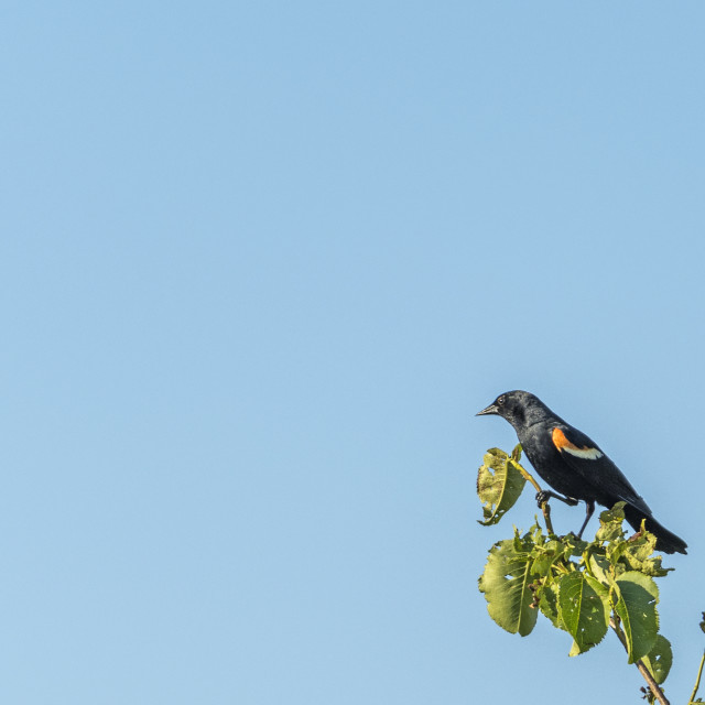 "The red-winged blackbird (Agelaius phoeniceus)" stock image