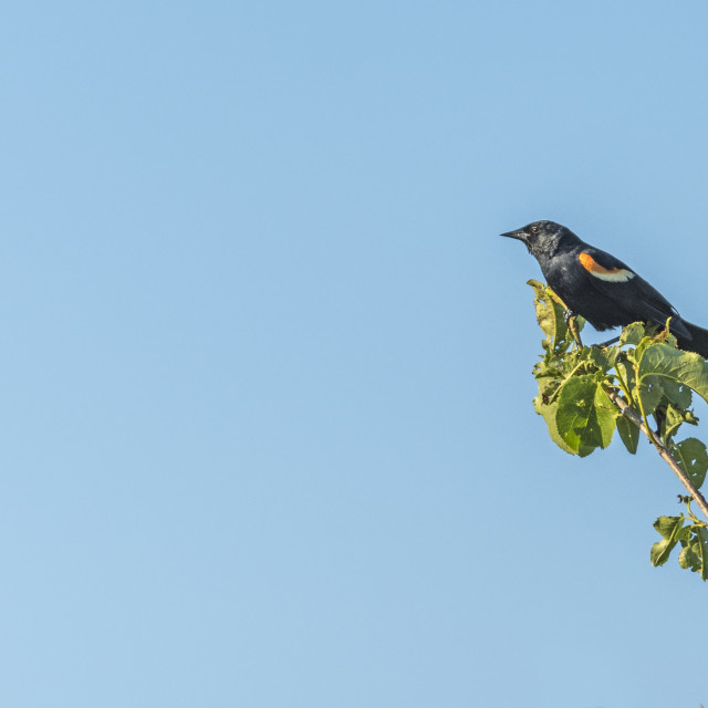 "The red-winged blackbird (Agelaius phoeniceus)" stock image