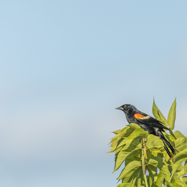 "The red-winged blackbird (Agelaius phoeniceus)" stock image