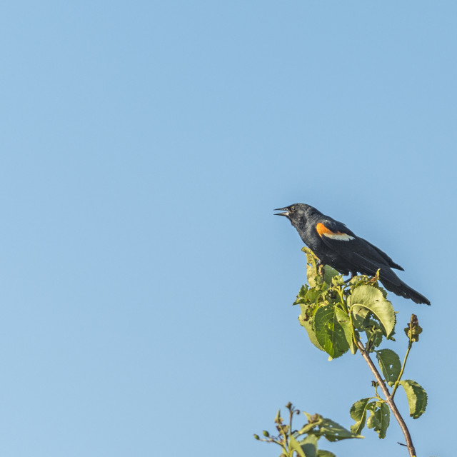 "The red-winged blackbird (Agelaius phoeniceus)" stock image