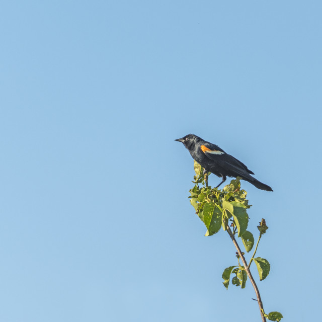 "The red-winged blackbird (Agelaius phoeniceus)" stock image