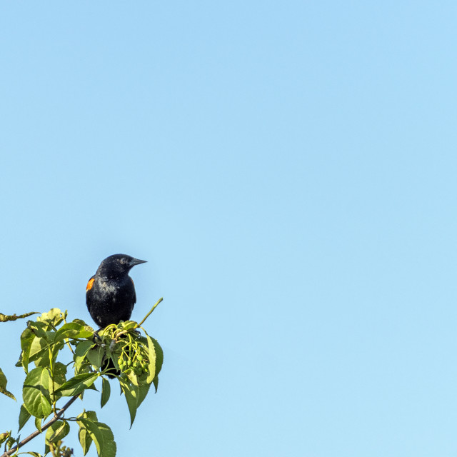 "The red-winged blackbird (Agelaius phoeniceus)" stock image