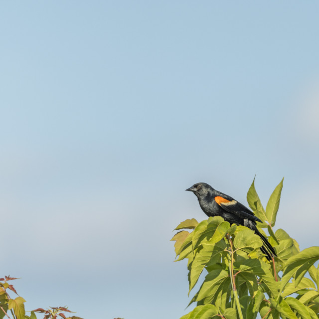 "The red-winged blackbird (Agelaius phoeniceus)" stock image