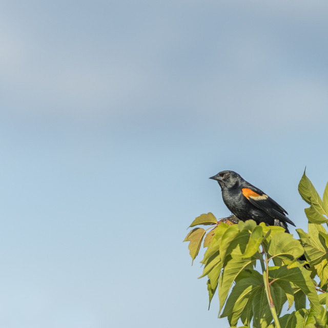 "The red-winged blackbird (Agelaius phoeniceus)" stock image