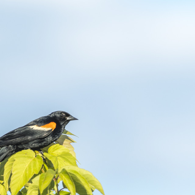 "The red-winged blackbird (Agelaius phoeniceus)" stock image