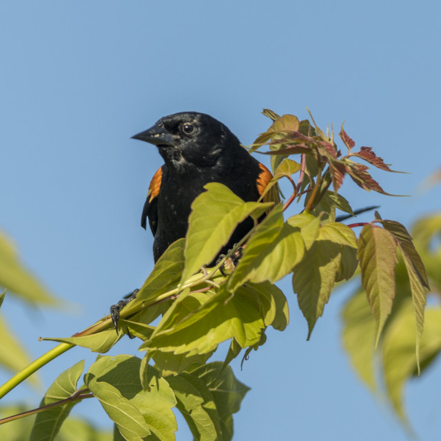 "The red-winged blackbird (Agelaius phoeniceus)" stock image