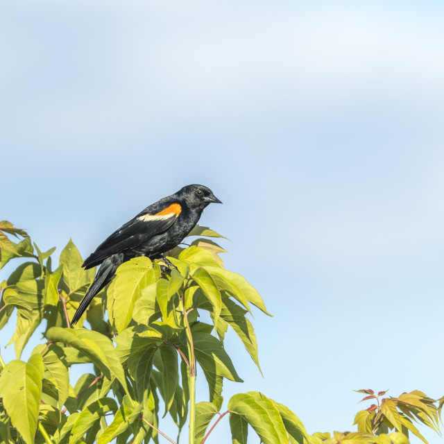 "The red-winged blackbird (Agelaius phoeniceus)" stock image