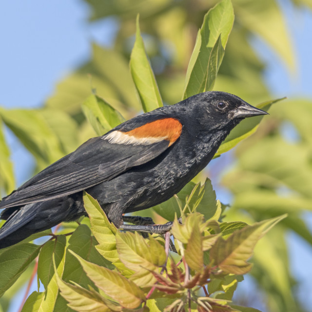 "The red-winged blackbird (Agelaius phoeniceus)" stock image