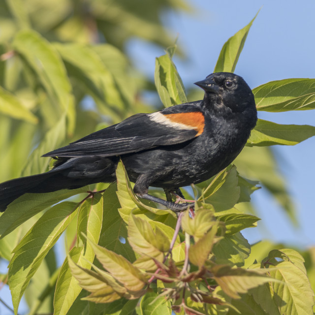 "The red-winged blackbird (Agelaius phoeniceus)" stock image