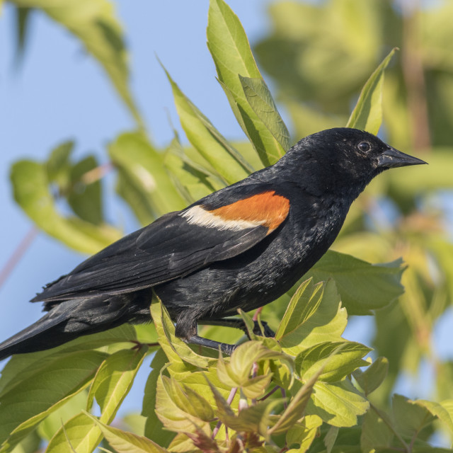 "The red-winged blackbird (Agelaius phoeniceus)" stock image