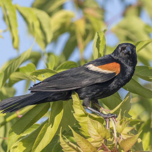 "The red-winged blackbird (Agelaius phoeniceus)" stock image