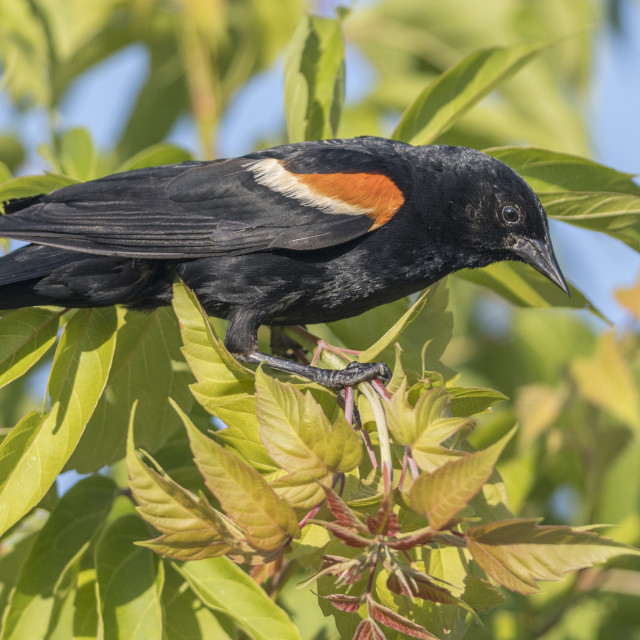 "The red-winged blackbird (Agelaius phoeniceus)" stock image