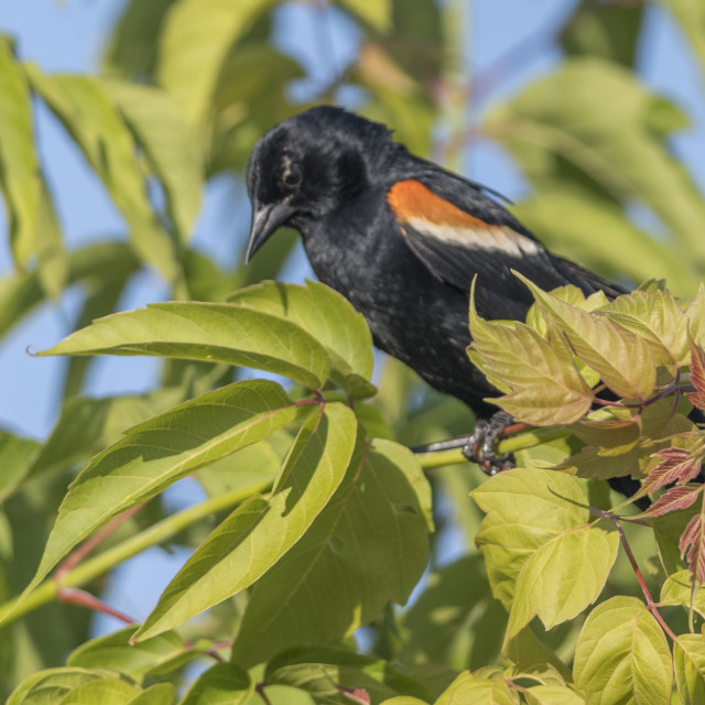 "The red-winged blackbird (Agelaius phoeniceus)" stock image