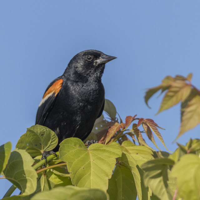 "The red-winged blackbird (Agelaius phoeniceus)" stock image