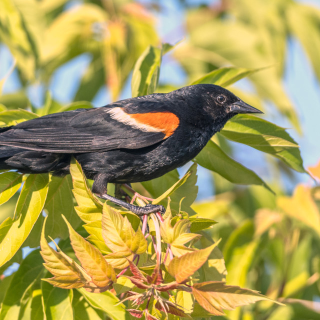 "The red-winged blackbird (Agelaius phoeniceus)" stock image