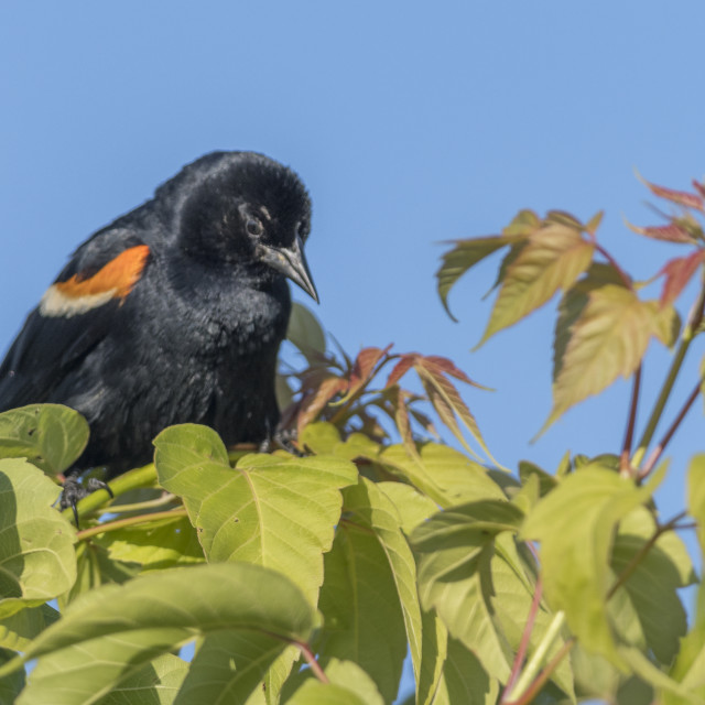 "The red-winged blackbird (Agelaius phoeniceus)" stock image