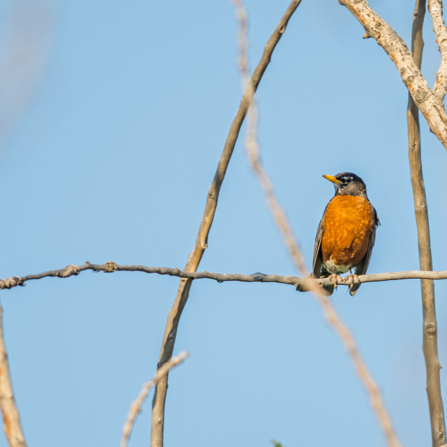 "The American robin (Turdus migratorius)" stock image