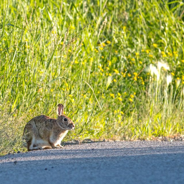 "The eastern cottontail (Sylvilagus floridanus)" stock image