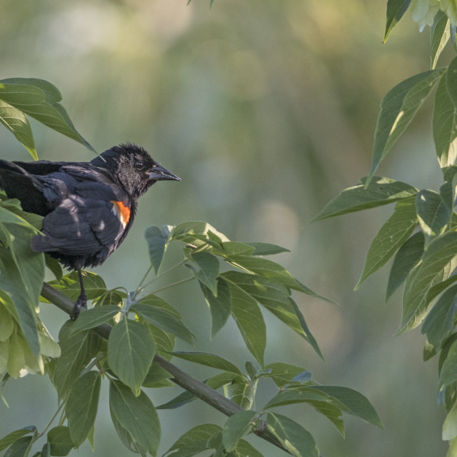 "The red-winged blackbird (Agelaius phoeniceus)" stock image