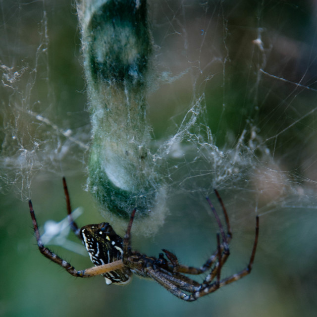 "Tent Web Spide" stock image