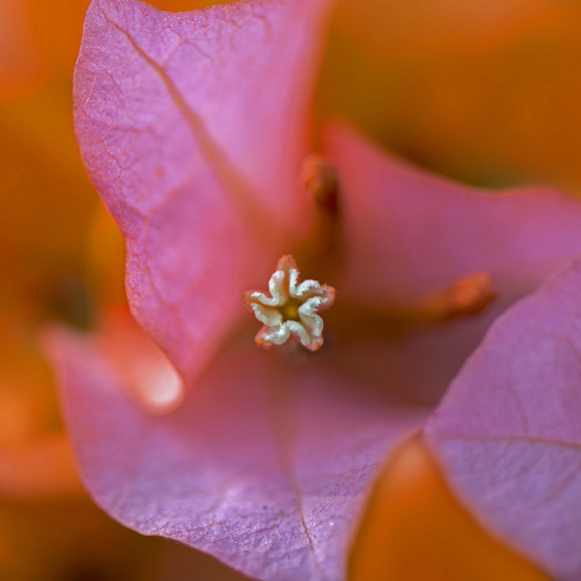 "The Pink Bougainvillea" stock image