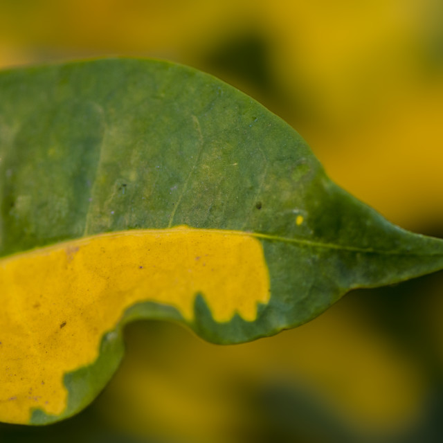 "The Green and Yellow Leaf" stock image