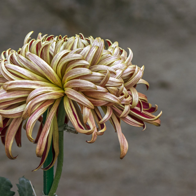 "A Stunning Chrysanthemum" stock image