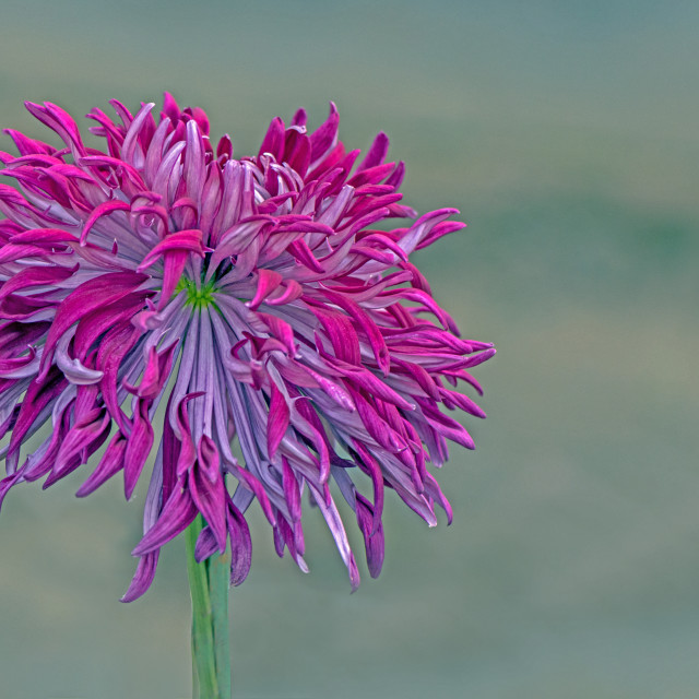 "A Stunning Chrysanthemum" stock image