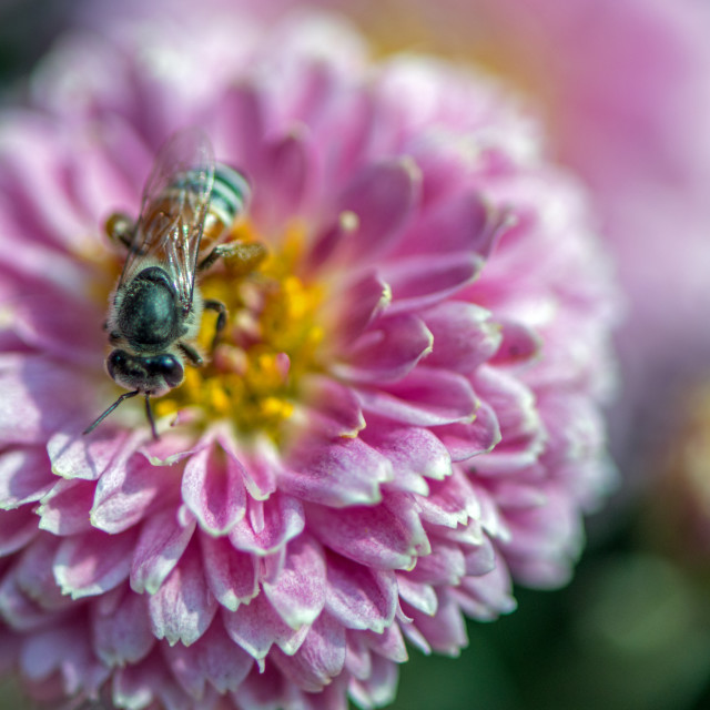 "Chrysanthemum and a Honey Bee" stock image