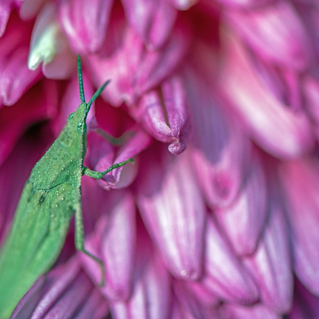 "Chrysanthemum and a Green Grasshopper" stock image