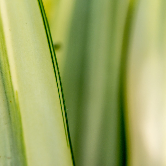 "A Pretty Leaf" stock image