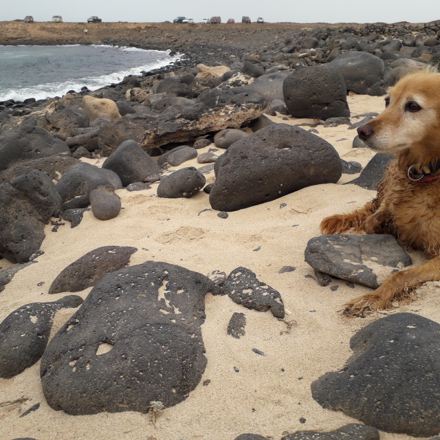 "Dog on a beach on Fuerteventura" stock image