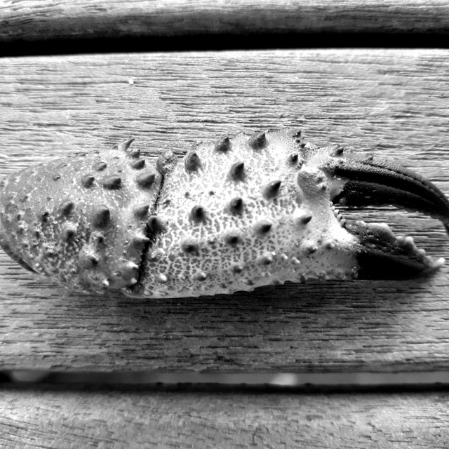 "Crab claw on wood, Fuerteventura, Canary Islands." by Rob Jones - $12.27 "Crab claw on wood, Fuerteventura, Canary Islands." stock image