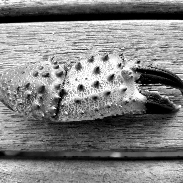 "Crab claw on wood, Fuerteventura, Canary Islands." stock image