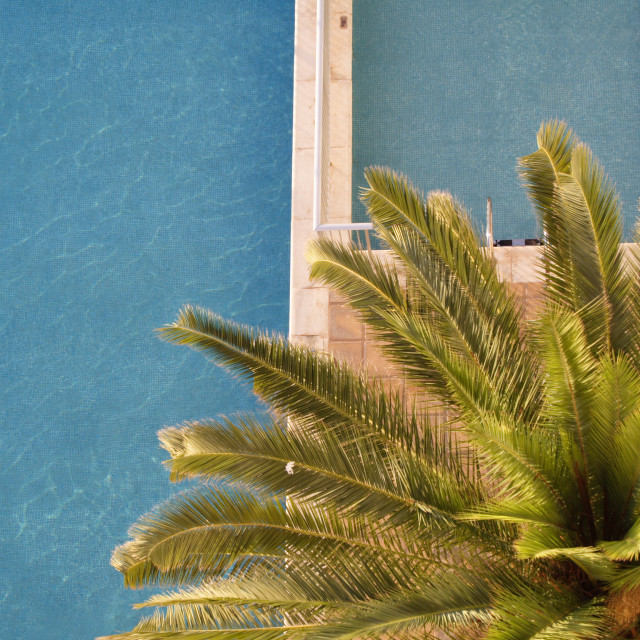 "Palm by swimming pool, Ibiza." stock image