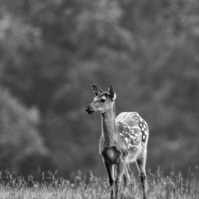 "Fallow Deer standing before the Forest" stock image