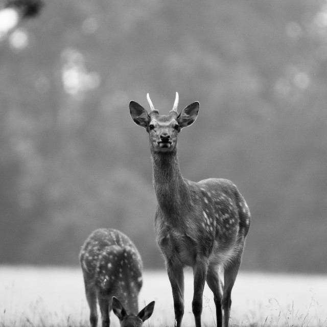 "On the Lookout" stock image