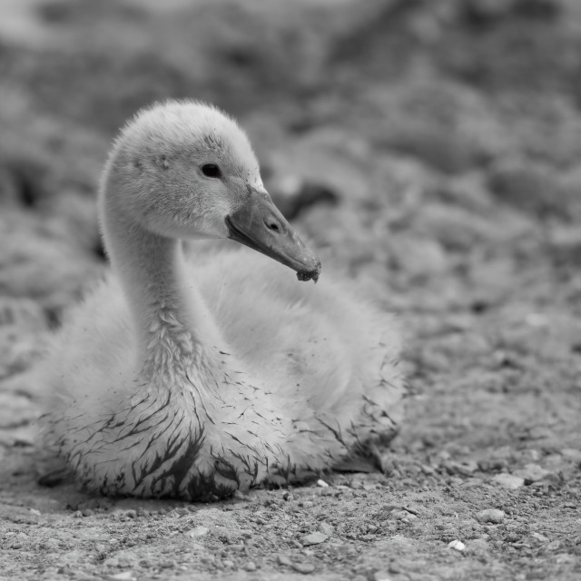 "Cygnet on the Sand" stock image