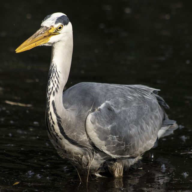 "Grey Heron in Sefton Park Liverpool UK #1" stock image