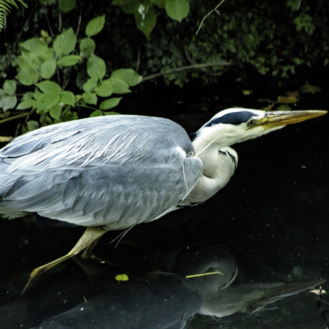 "Grey Heron in Sefton Park Liverpool UK #2" stock image