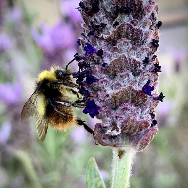 "Bumble Bee collecting pollen in Liverpool Parks #1" stock image