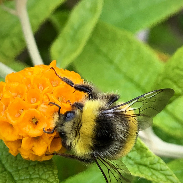 "Bumble Bee collecting pollen in Liverpool Parks #2" stock image