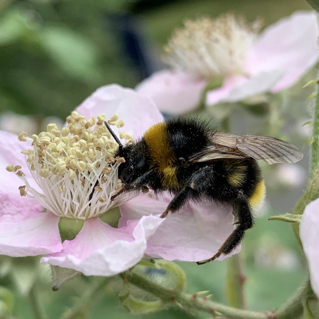 "Bumble Bee collecting pollen in Liverpool Parks #3" stock image