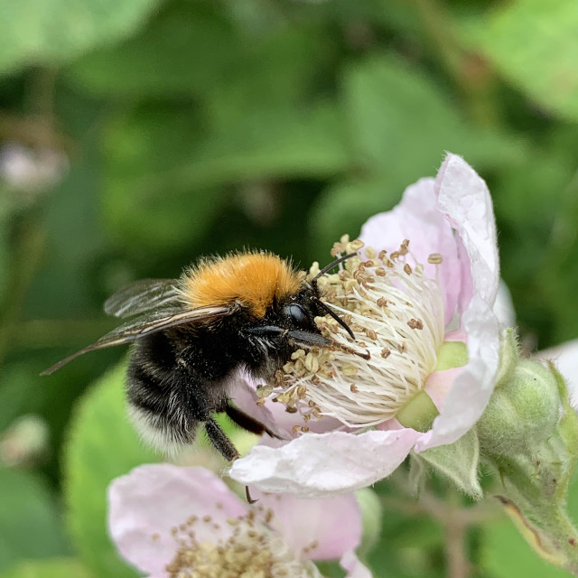 "Bumble Bee collecting pollen in Liverpool Parks #8" stock image